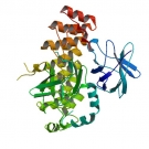 Mouse RelA p65 NF-kappa B (NF-kB, Nuclear Factor-kappa B) ELISA Assay Kit.  Part No. ELISA-NFKB(m, 2X96T) 